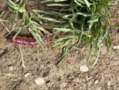 IMG_1454 (Kopiowanie)